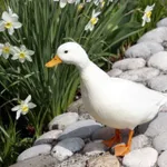 E External aussie footy club 🤩