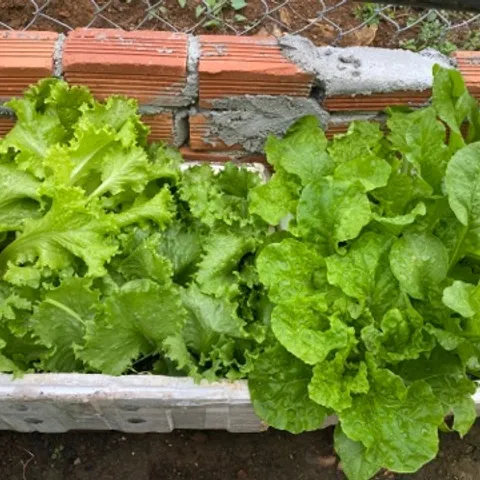 Hcmc American football club