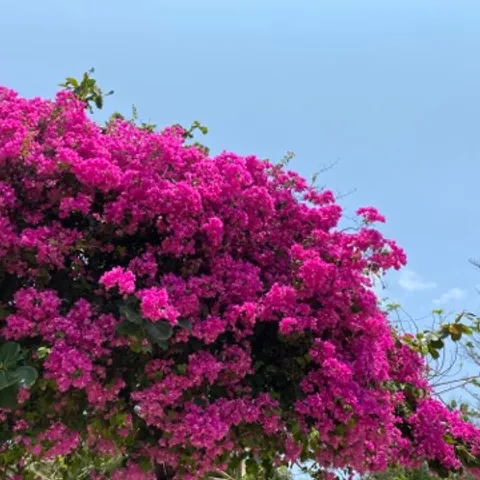 2.39.34 pickleball club