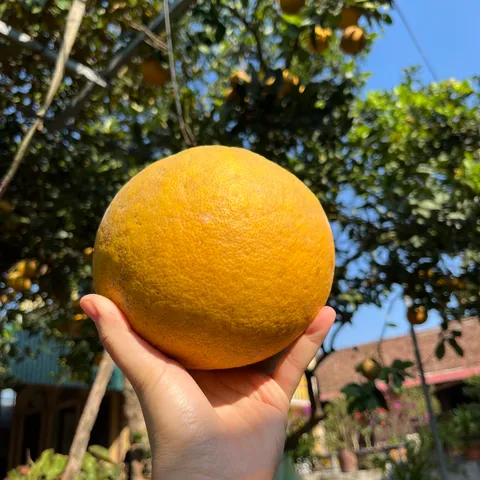 First watet polo club in hcmc