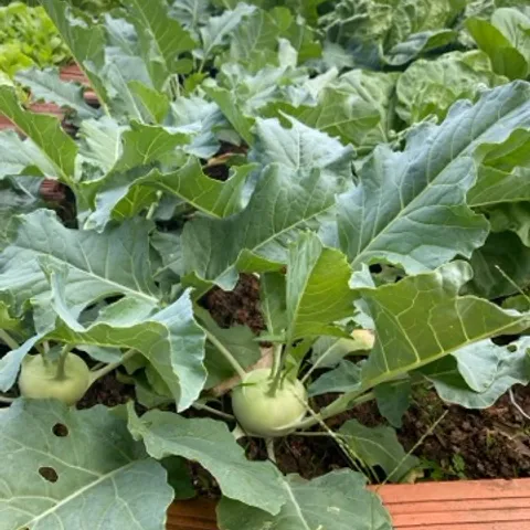 Saigkn chess unlimited