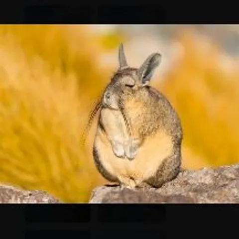 Carrot american football